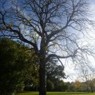  Black walnut bare. Cambridge Tree Trust